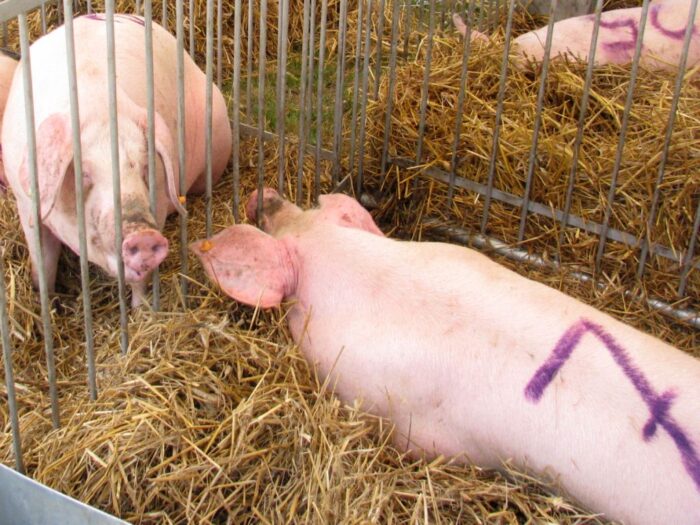 krajowa rada wieprzowiny, krw, ministerstwo rolnictwa, resort rolnictwa