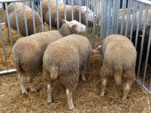 katowice, owce, kosiarki, koszenie, utrzymanie zieleni