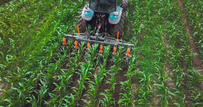 Mandam Cornman, pielnik