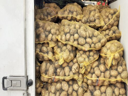 ziemniaki, wykopki, zbiory ziemniaków, ceny ziemniaków