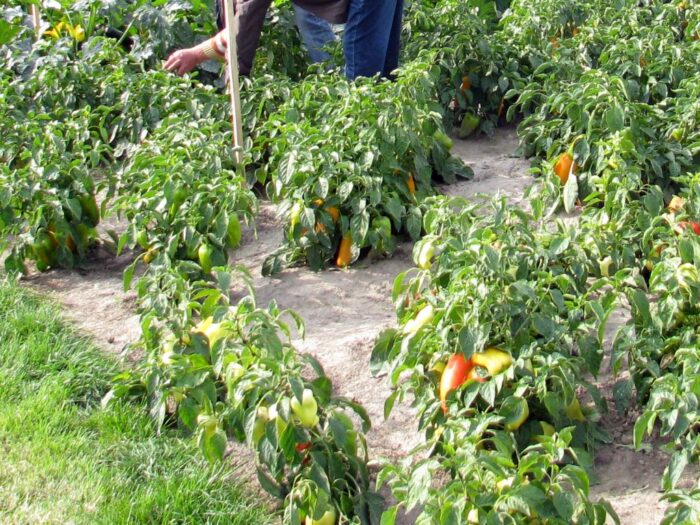 ue, rolnictwo, praca w rolnictwie, imigranci