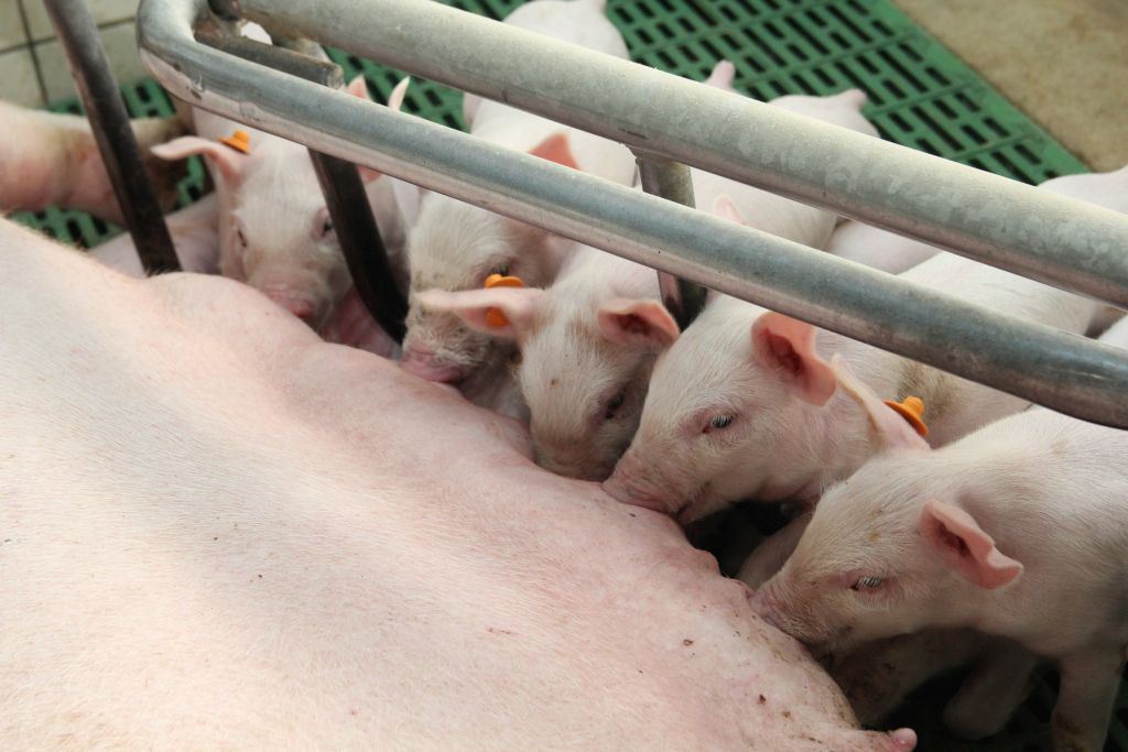 rośnie produkcja prosiąt, plenność loch