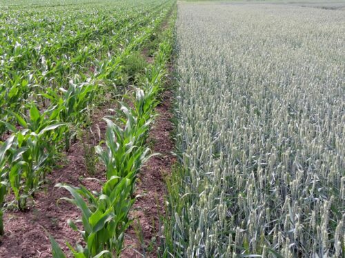 włochy, ue, wpr, płodozmian, pszenica, durum, kukurydza, dopłaty