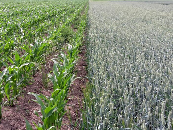 włochy, ue, wpr, płodozmian, pszenica, durum, kukurydza, dopłaty