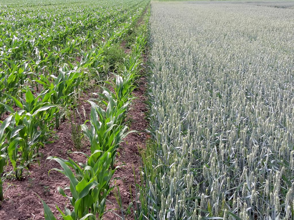 włochy, ue, wpr, płodozmian, pszenica, durum, kukurydza, dopłaty