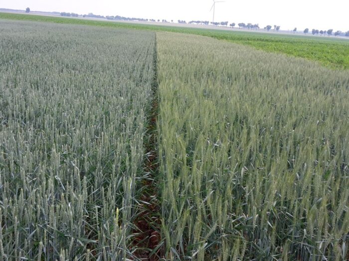 zboże, zbiory, żniwa, ceny, skup, matif, handel