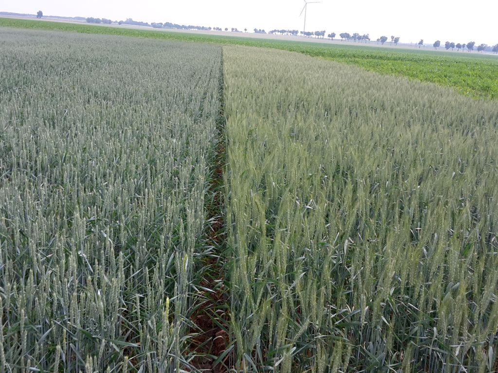 zboże, zbiory, żniwa, ceny, skup, matif, handel