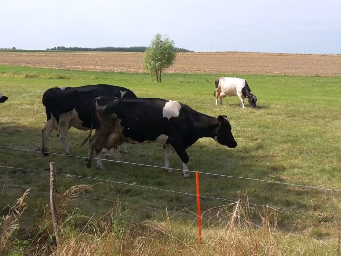 mrirw, resort rolnictwa, ekschematy, dobrostan zwierząt, płatność dobrostanowa, dopłaty, wypas, rejestr, oświadczenie