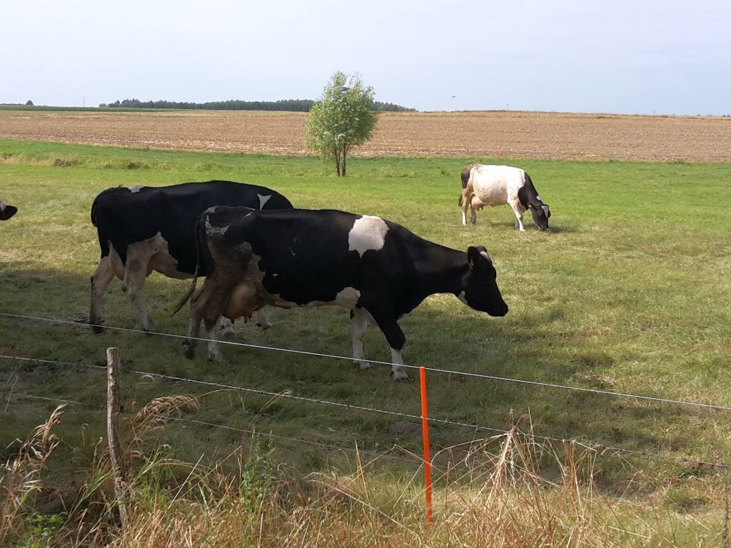 mrirw, resort rolnictwa, ekschematy, dobrostan zwierząt, płatność dobrostanowa, dopłaty, wypas, rejestr, oświadczenie