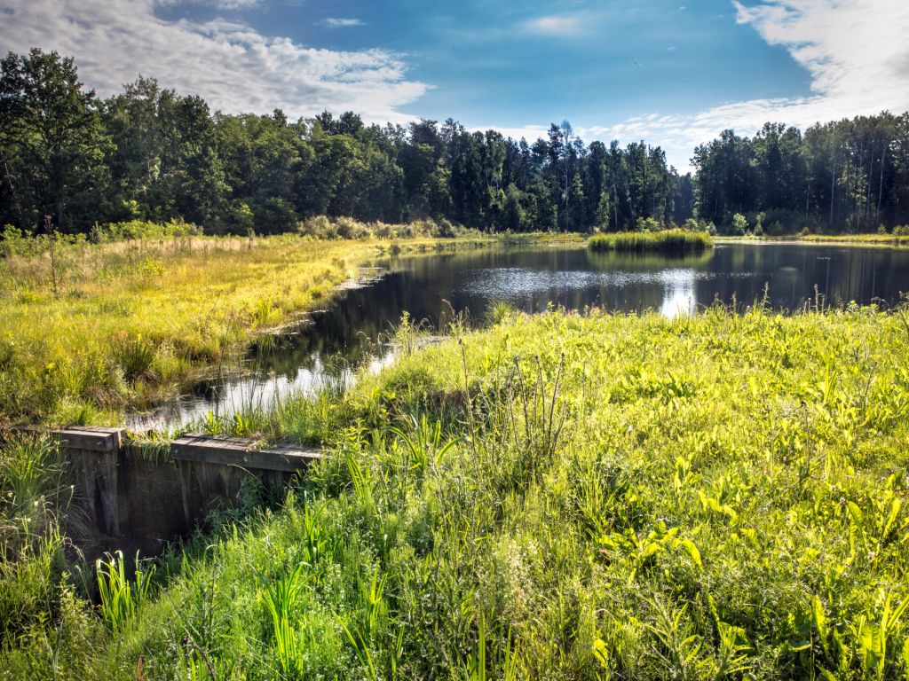 lasy państwowe, lasy, retencja wody, retencja, zbiorniki, mokradła, mała retencja