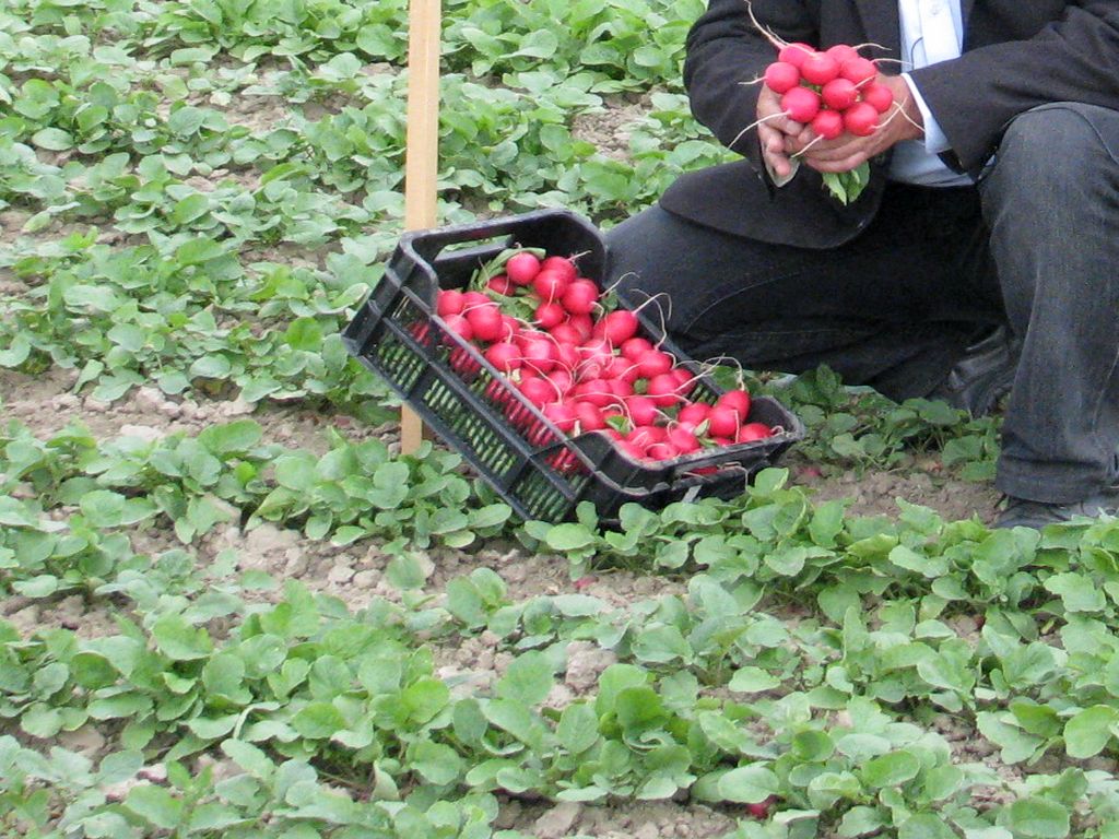 mrirw, resort rolnictwa, rolniczy handel detaliczny, rhd, przetwórstwo, małe przetwórstwo, targowisko