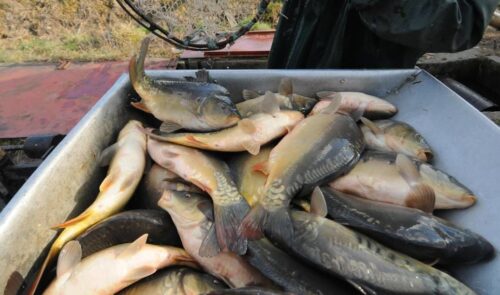 wiceminister, ciecióra, komisja europejska, ke, limit, połowy, rybołówstwo, śledź, bałtyk