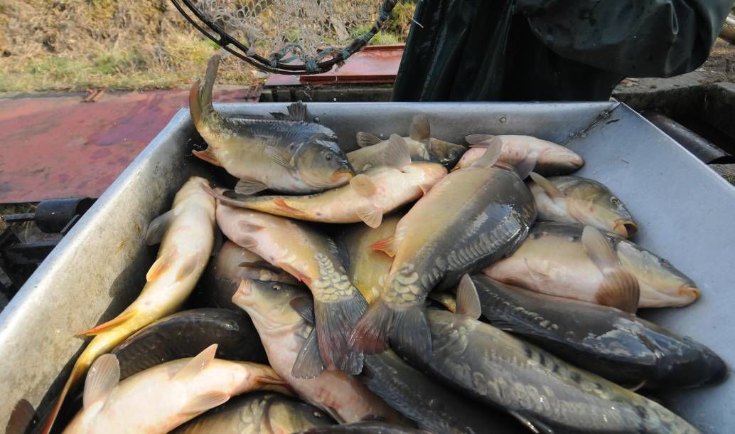 wiceminister, ciecióra, komisja europejska, ke, limit, połowy, rybołówstwo, śledź, bałtyk