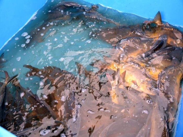 stawy milickie, hodowla ryb, ryby, karp, odłów, rynek ryb, ceny