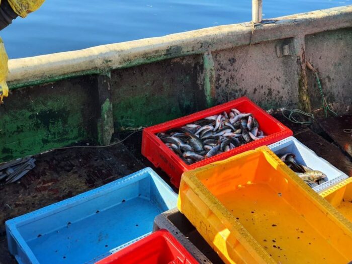 wiceminister, ciecióra, bałtyk, morze, śledź, śledzie, zakaz, połów, połowy, komisja europejska, rybacy