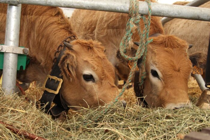 Dariusz Goszczyński, mięso czerwone, wino, Komisja Europejska, promocja żywności, żywność, mięso, rośliny białkowe