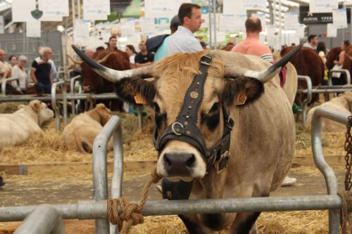 Sommet de l’Élevage 2023, bydło mięsne, bydło mleczne, Francja, Clermont Ferrand, limousine, brown swiss, farmy