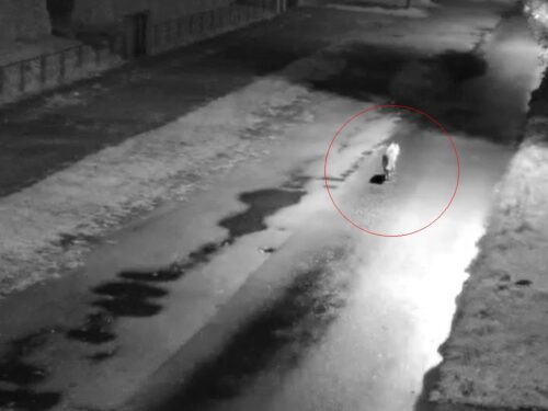 wilk, wilki, drapieżniki, druhowie, osp, płoszenie, odstrzał