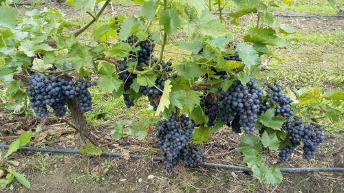 winogrono, wino
