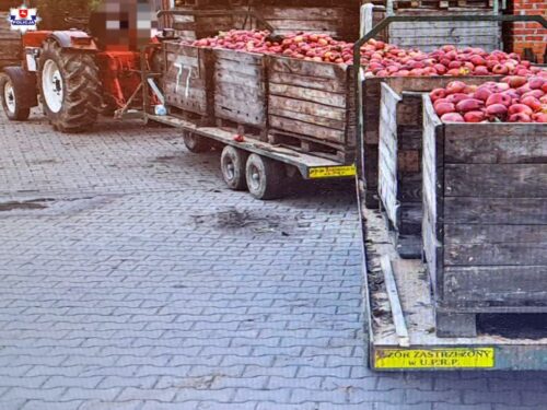 kpp opole lubelskie, wypadek, zdarzenie, upadek, platforma sadownicza, ranna kobieta, pijany traktorzysta