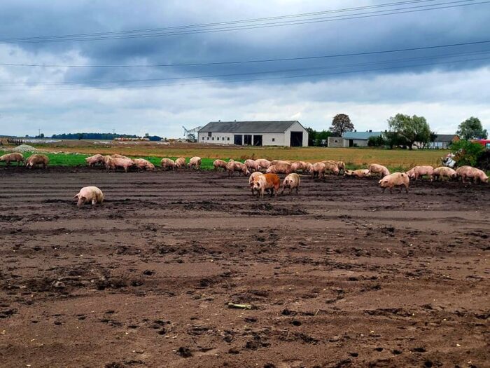 zdarzenie drogowe, kolizja, wywrócona ciężarówka, transport świń, przewóz trzody chlewnej, psp, osp