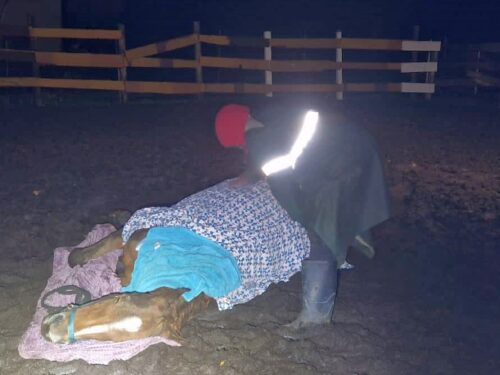 kpp świdnik, konie, upadek zwierzęcia, koń, postępowanie, zaniedbanie, stowarzyszenie