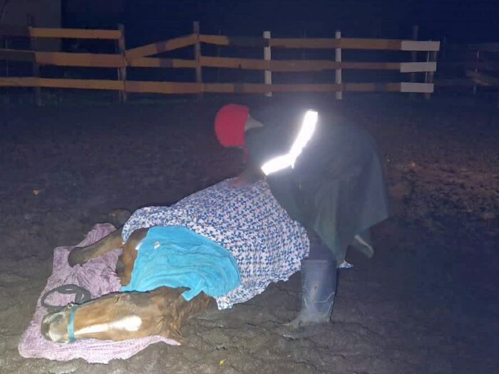 kpp świdnik, konie, upadek zwierzęcia, koń, postępowanie, zaniedbanie, stowarzyszenie