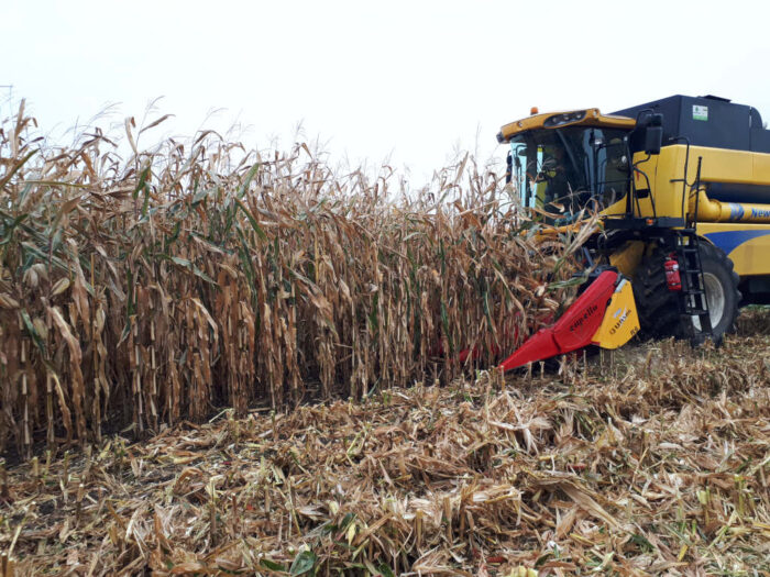 kukurydza, kombajn, Sahryń