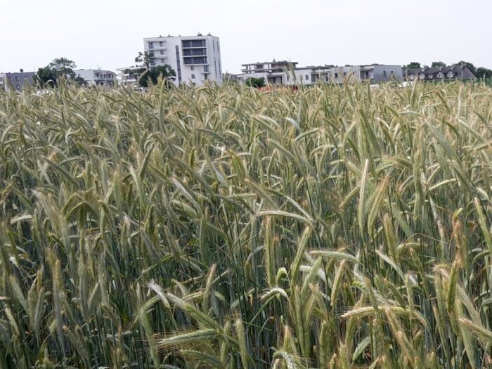 sondaż, pomoc, ukraina, polacy, ukraińcy, 500plus, import, zboże