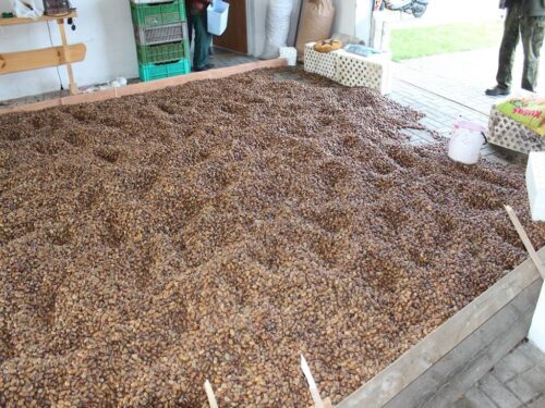 lasy państwowe, lasy, leśnicy, zbiory, żołędzie, sadzonki, zasiewy