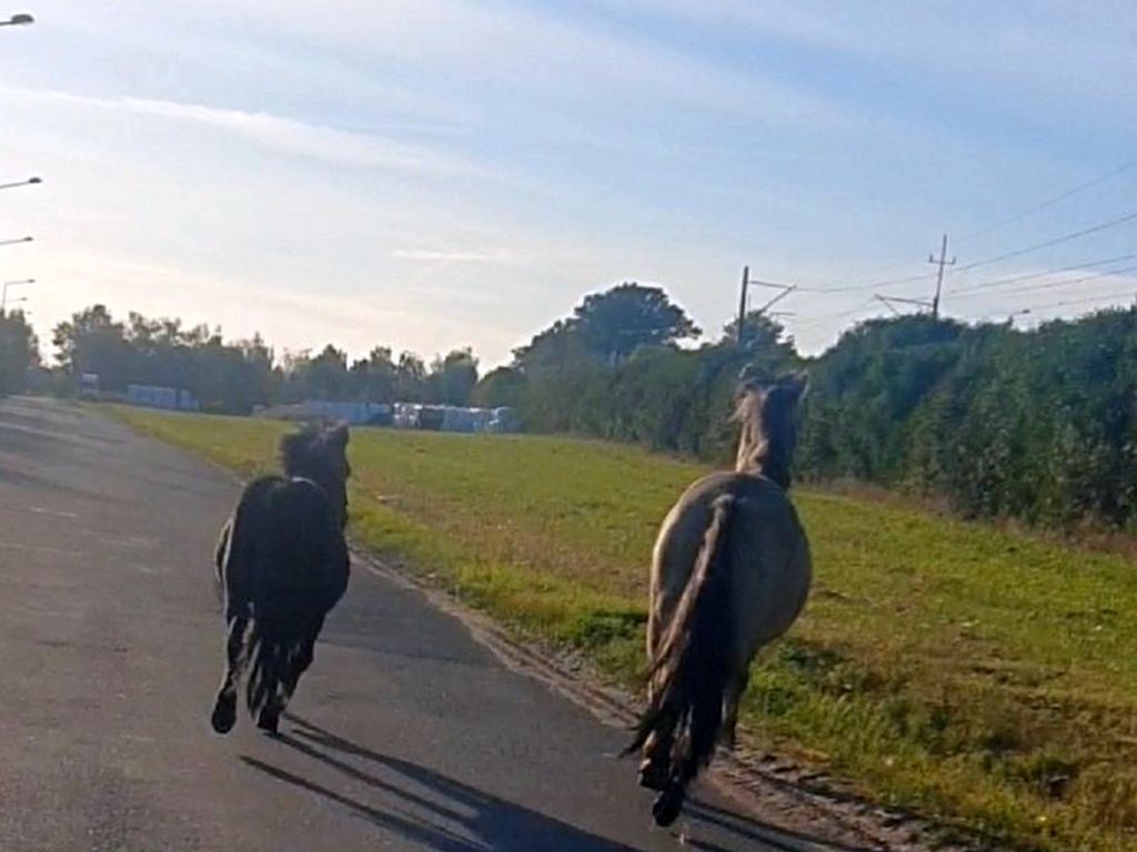 kpp nakło, konie, ucieczka, trzymanie zwierząt