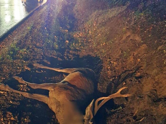 policja mazowsze, wypadek, zdarzenie drogowe, zderzenie, auto, dzikie zwierzę, jeleń, łoś