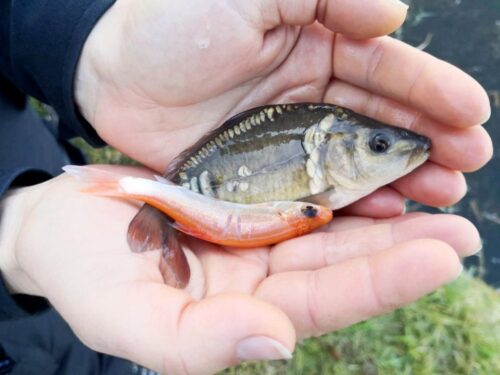 akwakultura, europejski trybunał obrachunkowy, eto, kontrola, wsparcie, ryby, hodowla ryb