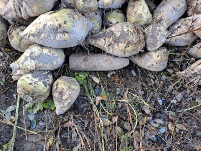 kpp świdnik, pocisk, pocisk artyleryjski, niewybuch, buraki, wykopki, rolnik, saperzy