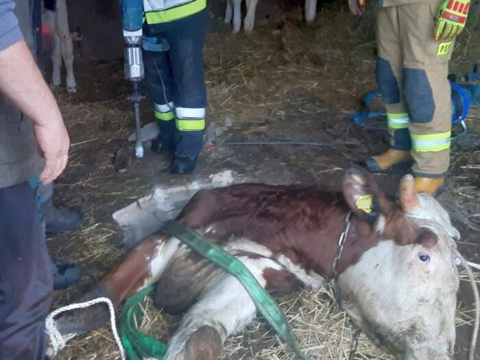 kp psp hrubieszów, zdarzenie, zbiornik, szambo, obora, wyciąganie, akcja ratunkowa, byk