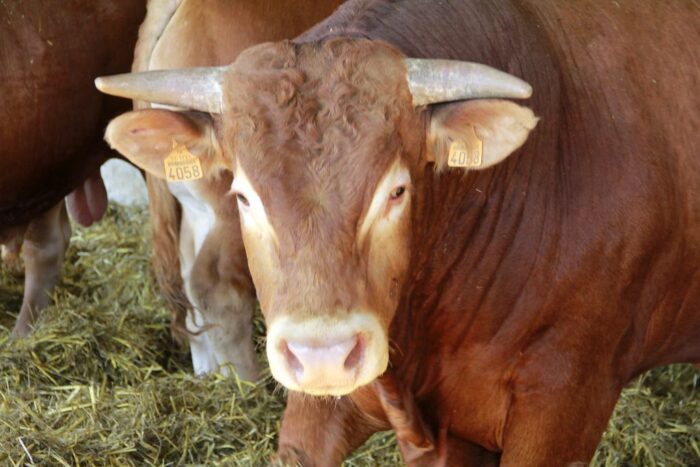 ceny bydła rzeźnego, mięso wołowe, wołowina, spadek cen, zakup bydła rzeźnego
