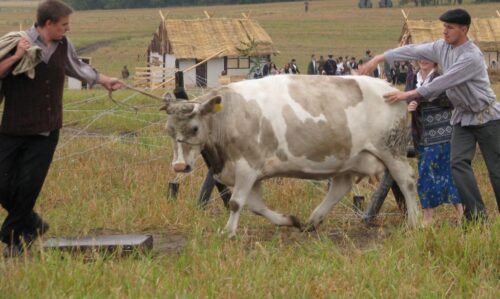 chłopi, badanie, kuklo, historia
