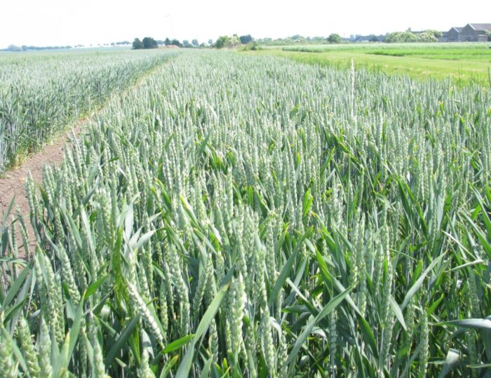 krir, izby rolnicze, samorząd rolniczy, mrirw, resort rolnictwa, dopłaty, skup, zboże, płody rolne