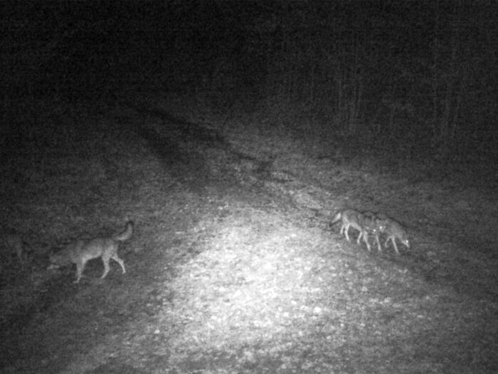 ue, naukowcy, list, populacja, drapieżniki, wilki, status, ochrona, ke