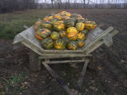 kowr, wroński, dynie, dyń, zbiory, produkcja dyń, ue