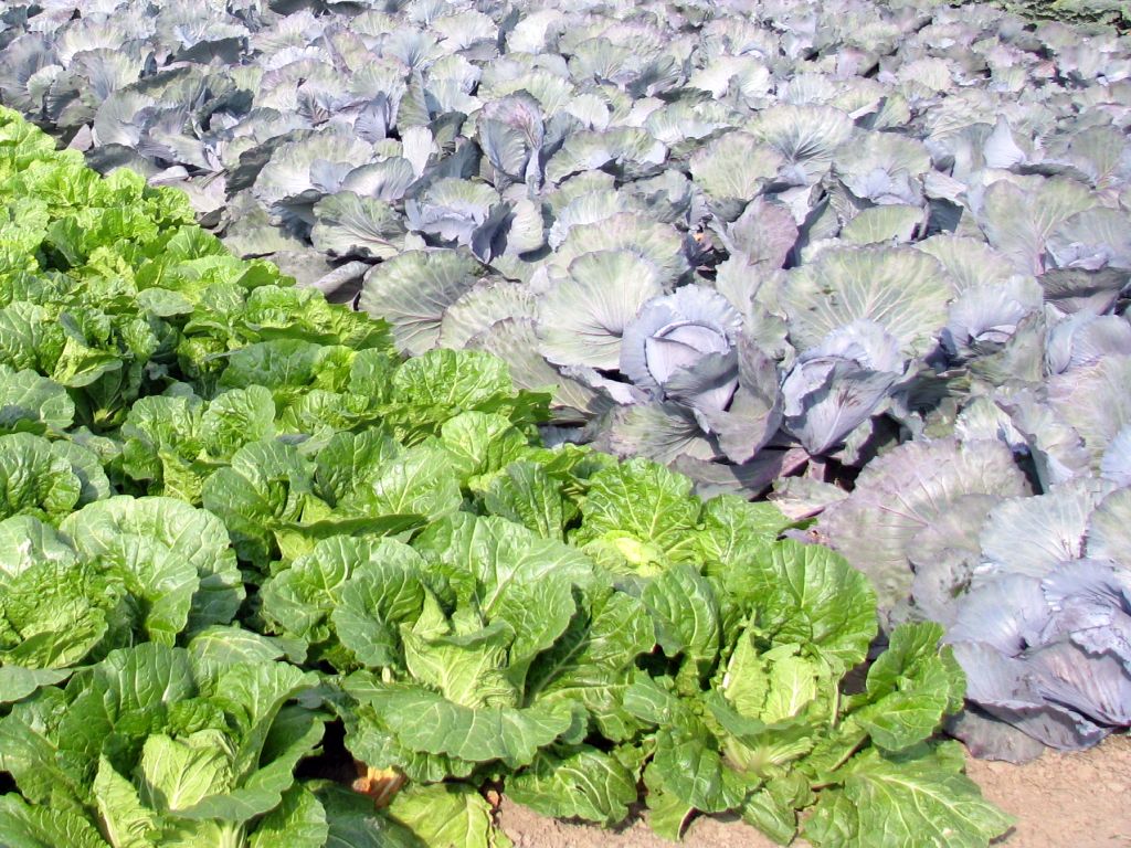 prawo, projekt, rozporządzenie, wsparcie, rolnictwo ekologiczne, uprawy na gruntach, sadownictwo