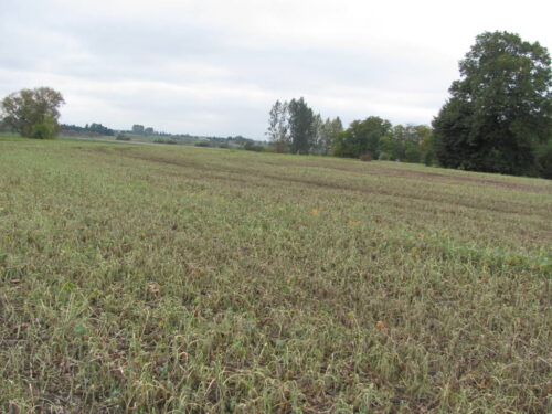 krir, izby rolnicze, samorząd rolniczy, mrirw, glifosat, ochrona roślin, ochrona upraw, komisja europejska, ke