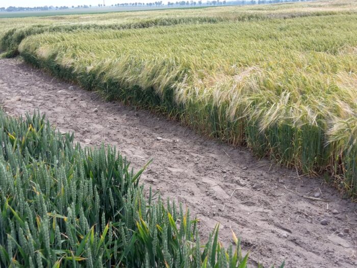 kowr, państwowy zasób, zwrsp, grunty, ziemia rolna, dzierżawa, czynsz, czynsz dzierżawny