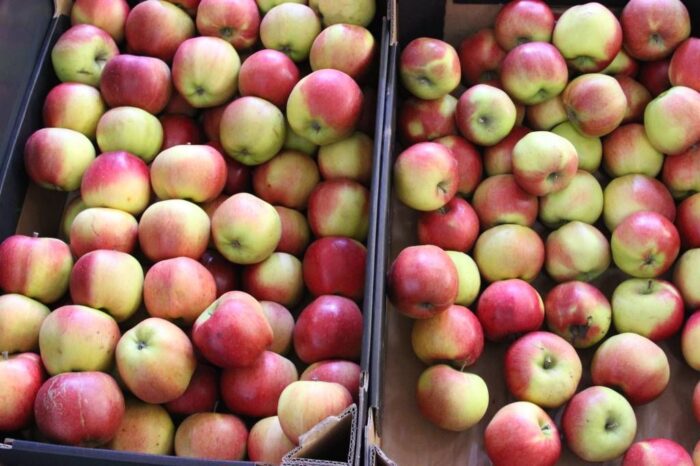 związek sadowników rp, zs rp, sadownicy, jabłka, handel, sprzedaż, eksport