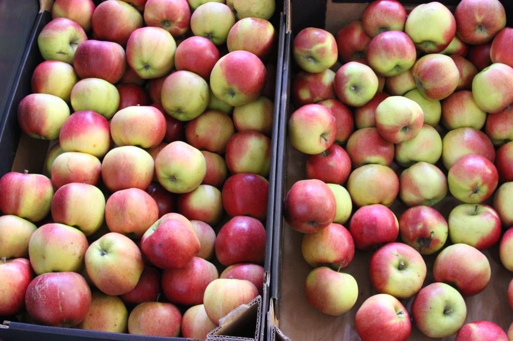 związek sadowników rp, zs rp, sadownicy, jabłka, handel, sprzedaż, eksport