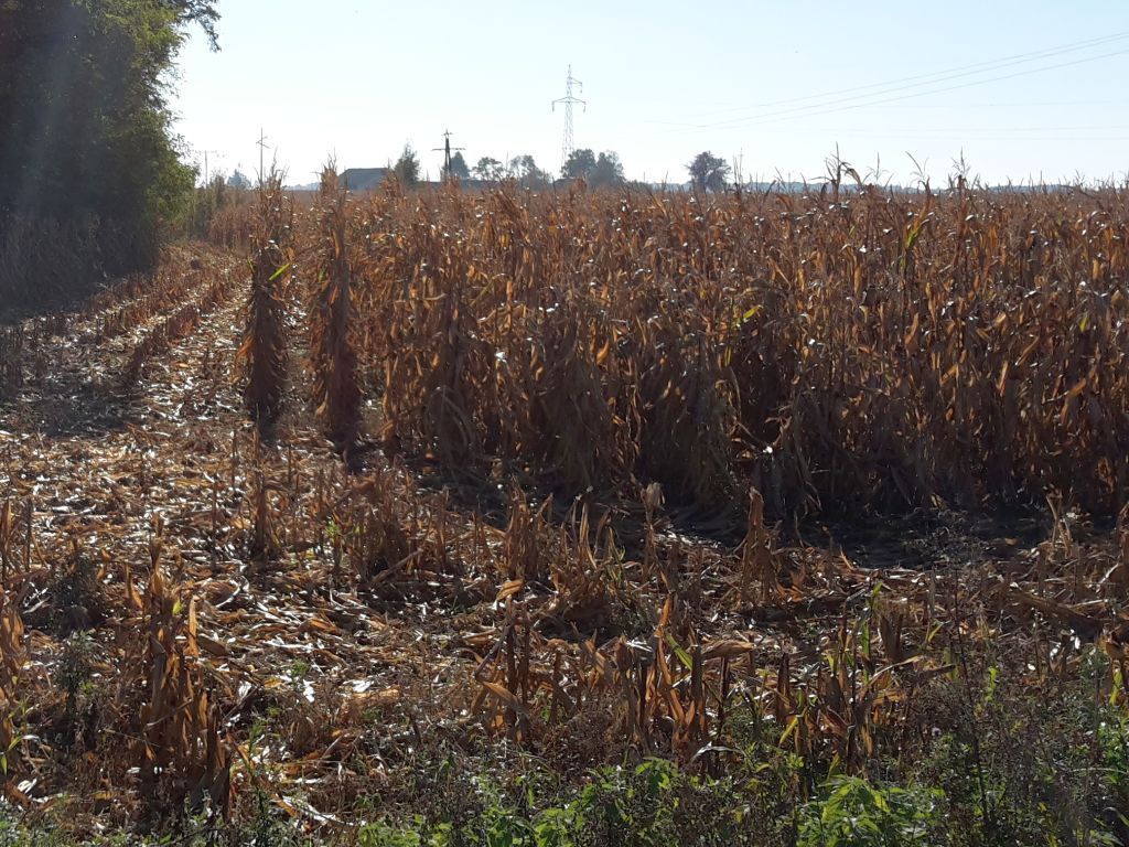 wir, wielkopolska izba rolnicza, raport rynkowy, wynik ekonomiczny, ceny, skup, produkcja roślinna, zboże, kukurydza