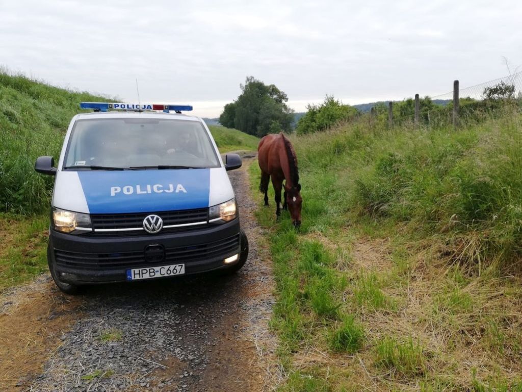 kmp tarnobrzeg, kradzież, konie, ucieczka, klacz, źrebię, gospodarstwo