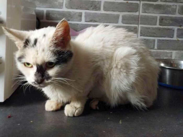 pie, polski instytut ekonomiczny, karma, karma dla zwierząt, psy, koty, eksport