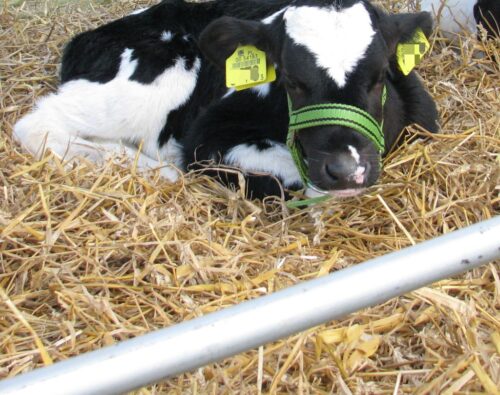 dopłaty, ekoschematy, płatności, dobrostan zwierząt, ściółka, samorząd rolniczy, mrirw, resort rolnictwa