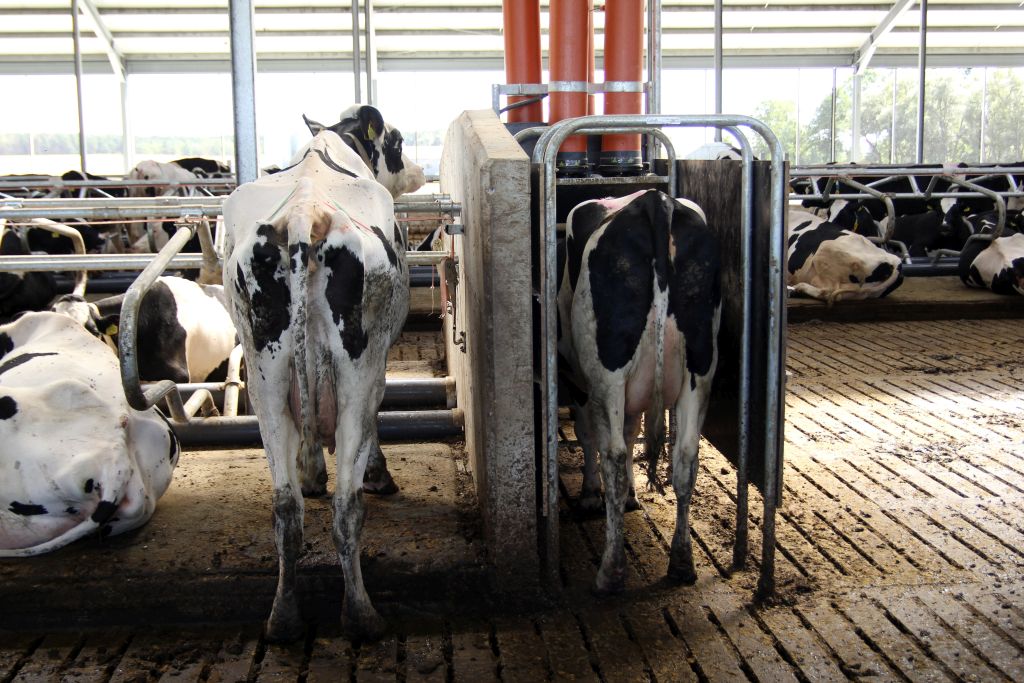 korowy pogłowie obora